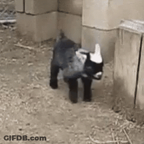 Fainting Goat GIF