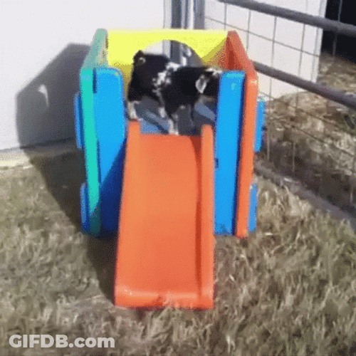 Fainting Goat GIF