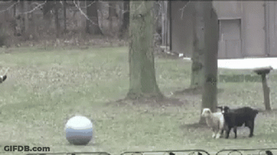 Fainting Goat GIF