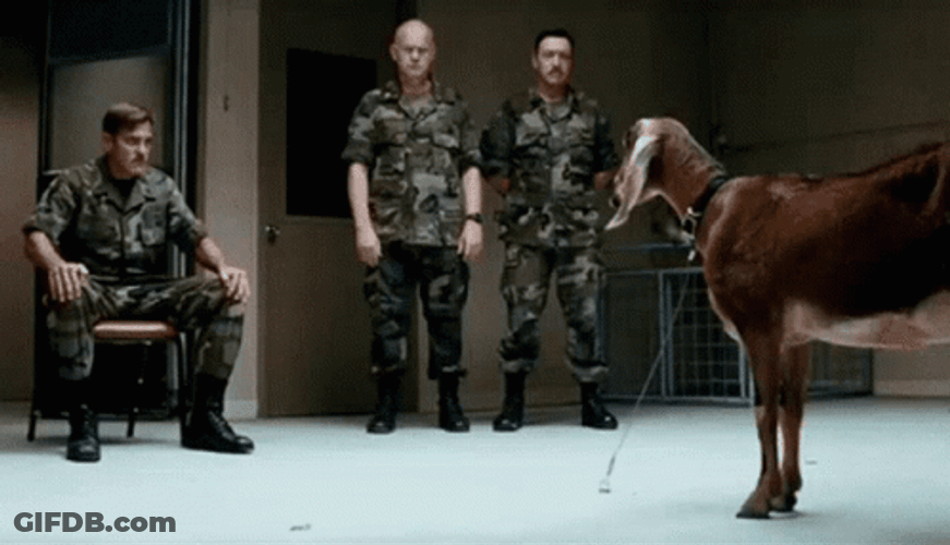 Fainting Goat GIF
