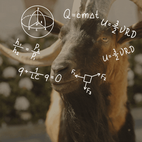 Fainting Goat Calculating GIF