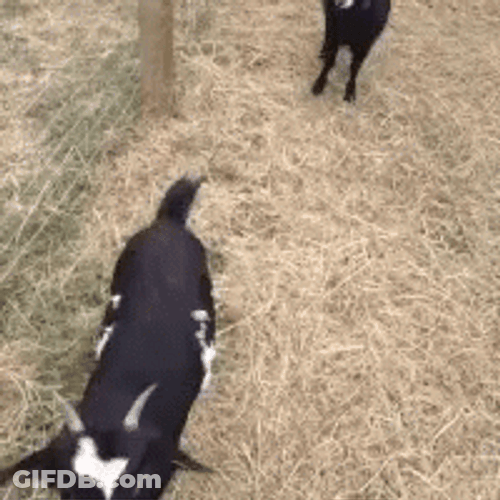 Fainting Goat GIF