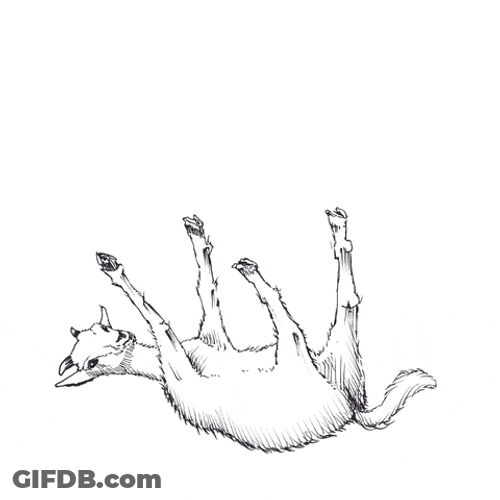 Fainting Goat GIF