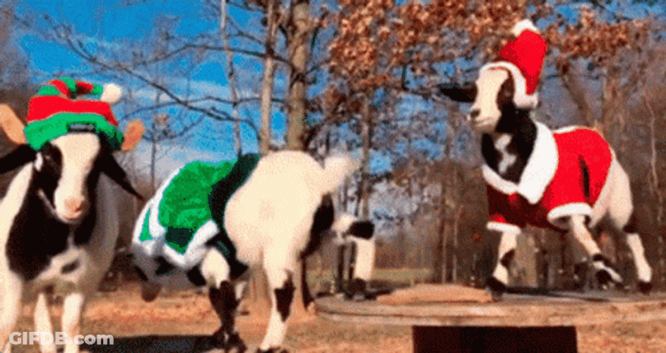 Fainting Goat GIF