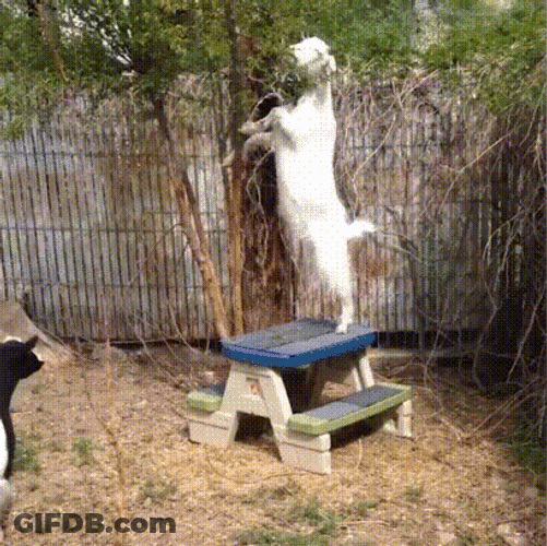 Fainting Goat GIF