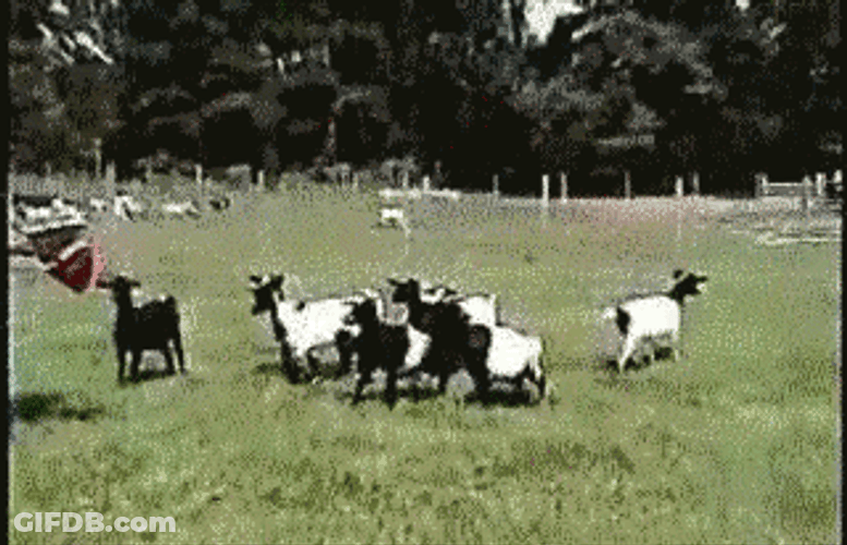 Fainting Goat GIF