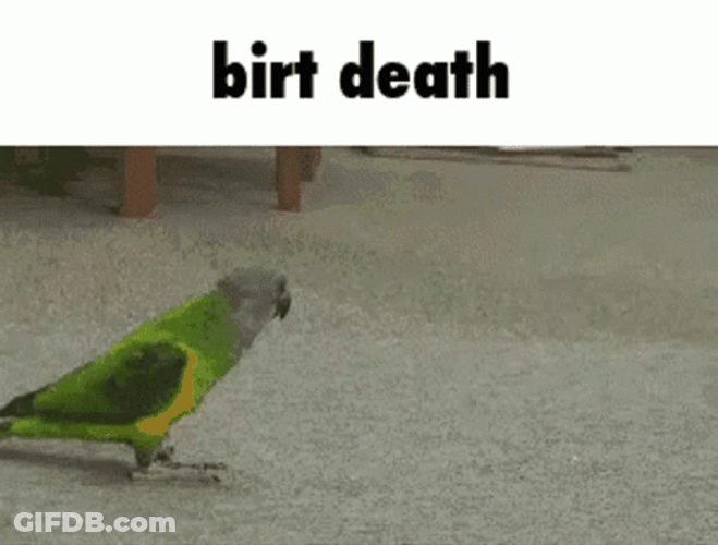 Fake Bird Death Prank GIF
