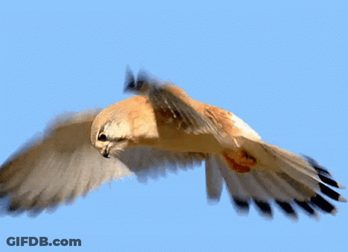 Falcon Bird Flying GIF
