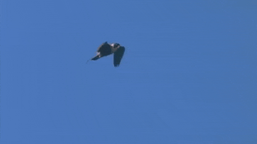 Falcon Flying In The Sky GIF