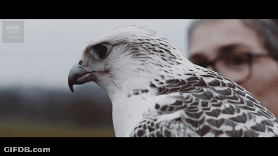 Falcon Ready To Fly GIF