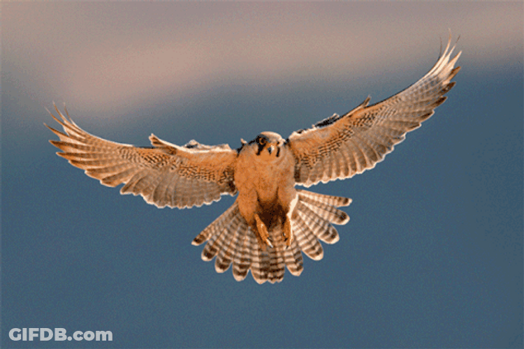 Falcon Spread The Wings GIF