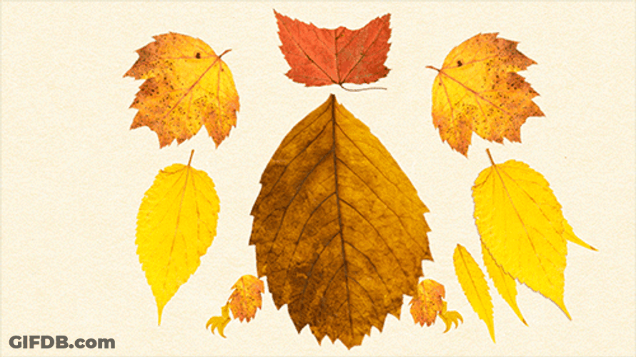 Fall Leaf Arrange Turns To Bird GIF
