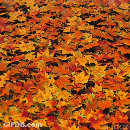 Fall Leaf Falls Down Ground GIF