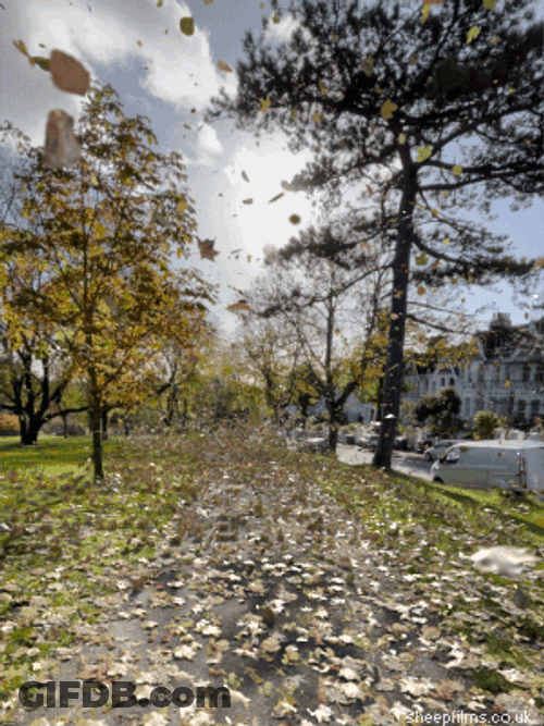 Fall Leaf Floats Around GIF