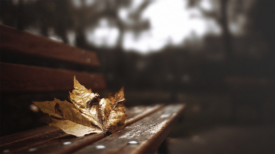 Fall Leaf In Bench GIF