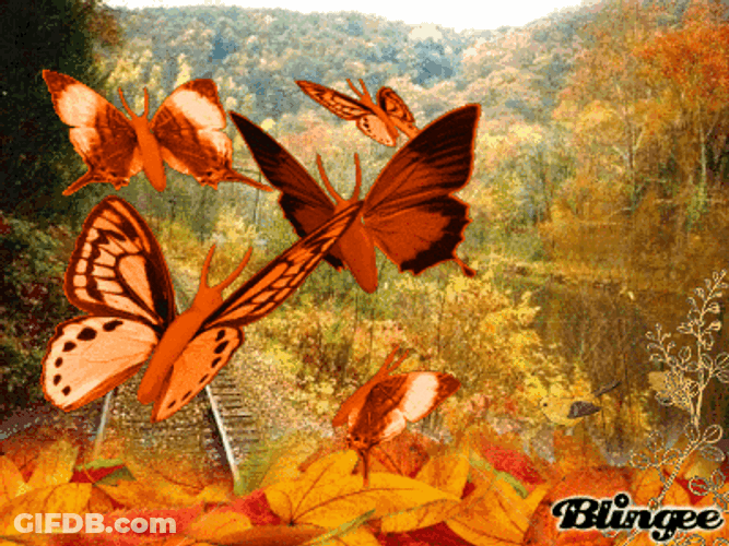 Fall Orange Butterflies GIF