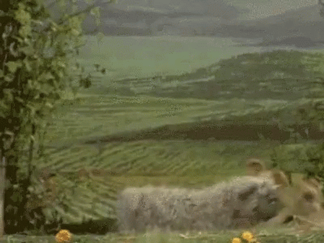 Falling And Stumbling Kermit The Frog GIF
