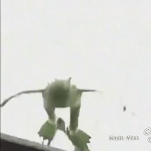 Falling From Rooftop Kermit The Frog GIF