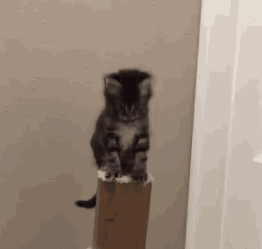 Falling Kitten Over Pole GIF