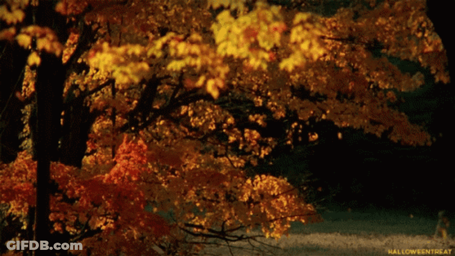 Falling Leaves Mid Autumn GIF
