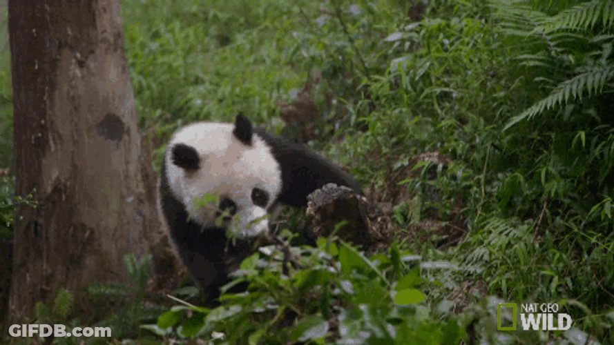 Falling Panda Rolling Trees GIF