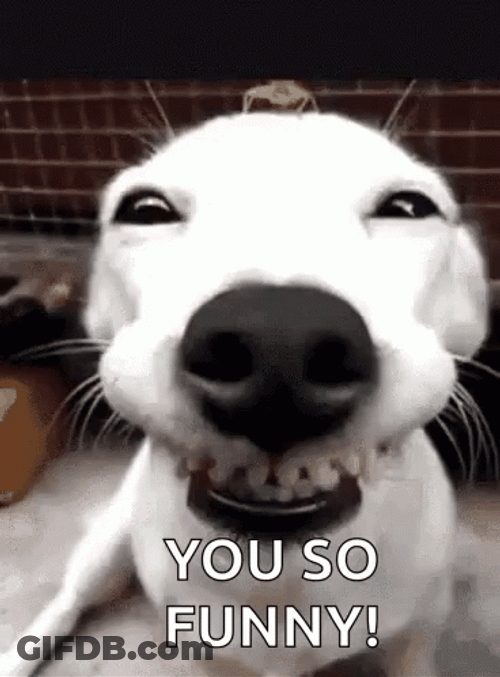 Famous Cute White Dog You So Funny Meme GIF