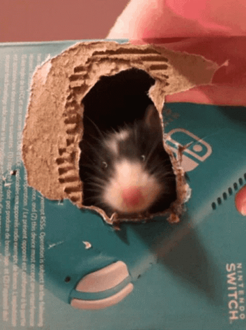 Fancy Black Mouse Sniffing GIF