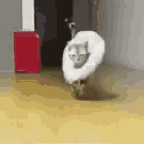 Fancy Cat Catwalk Runway GIF