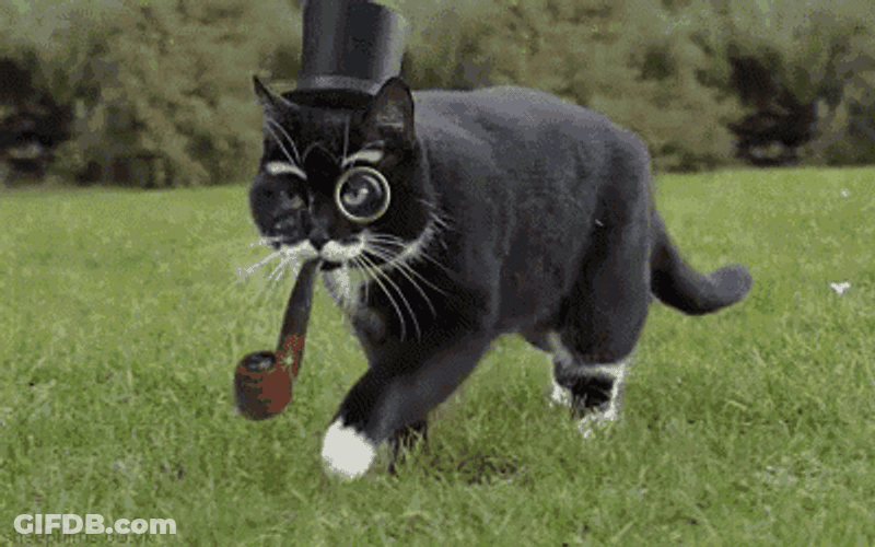 Fancy Cat Smoking Pipe GIF