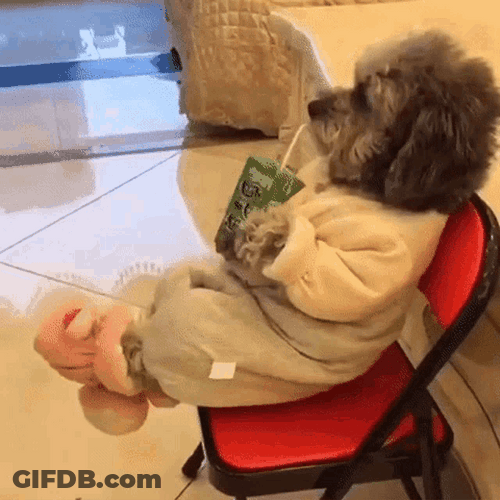 Fancy Dog In Bathrobe GIF