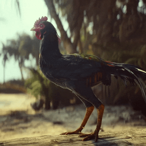 Far Cry 5 Caught Rooster GIF