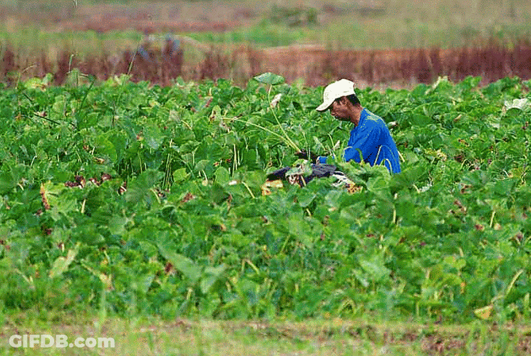 Farmer Harvesting Green Leaves GIF