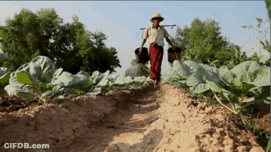Farmer Watering Technique GIF