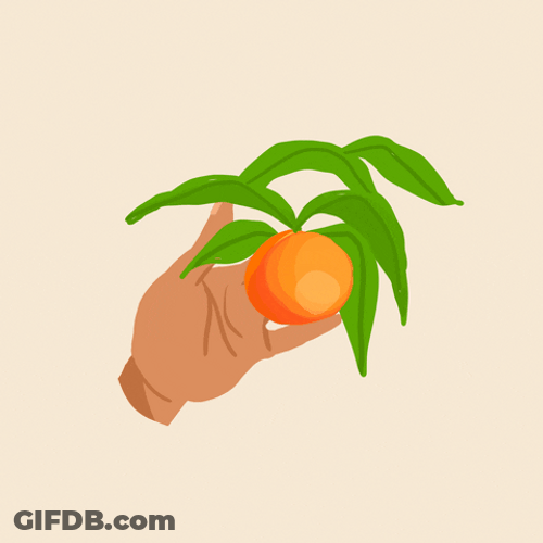 Farming Harvesting Oranges GIF