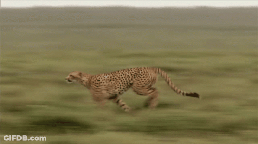 Fast GIF