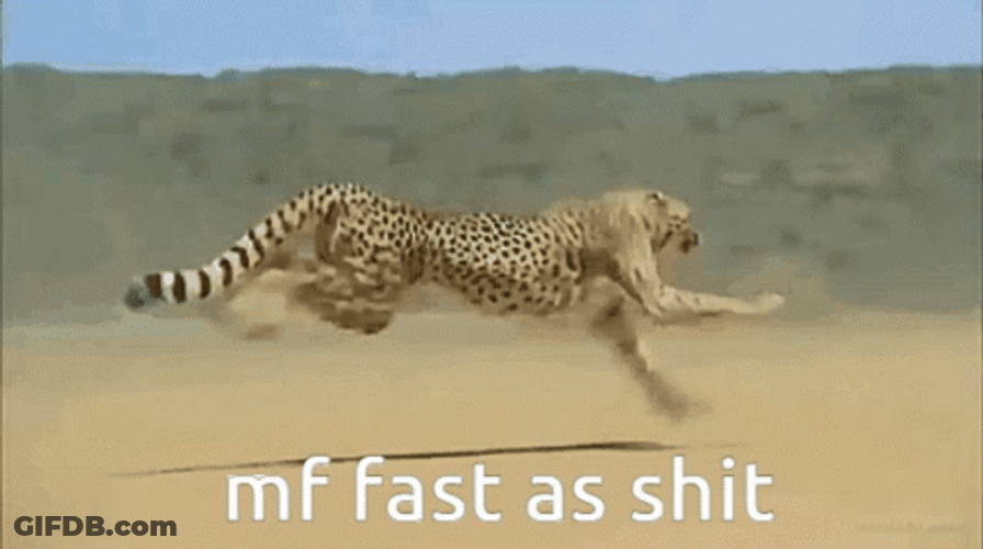 Fast Cheetah Running GIF