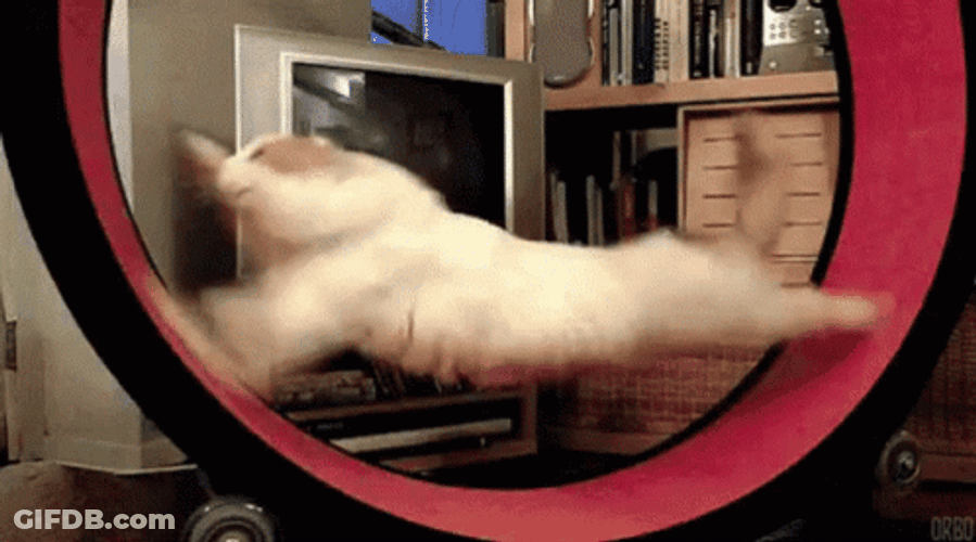 Fast Funny Cat GIF