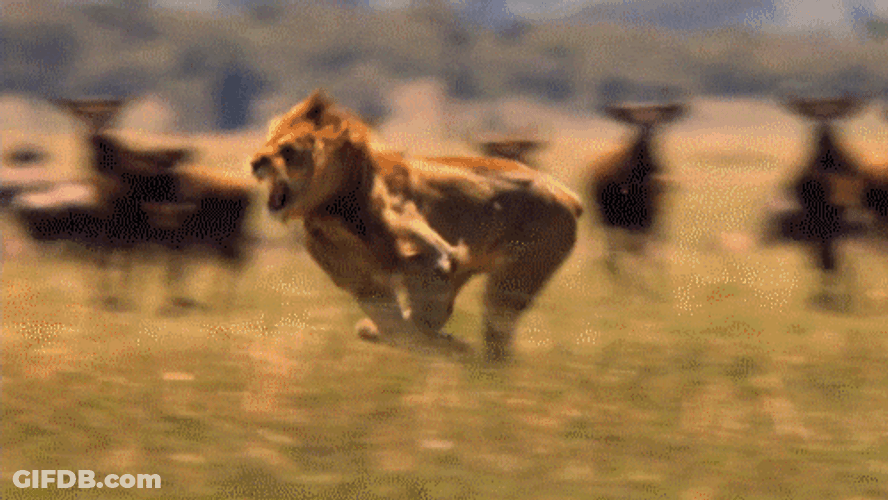 Fast Lion Running GIF