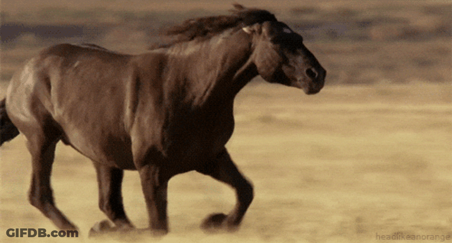 Fast Running Mustang Pommel Horse GIF