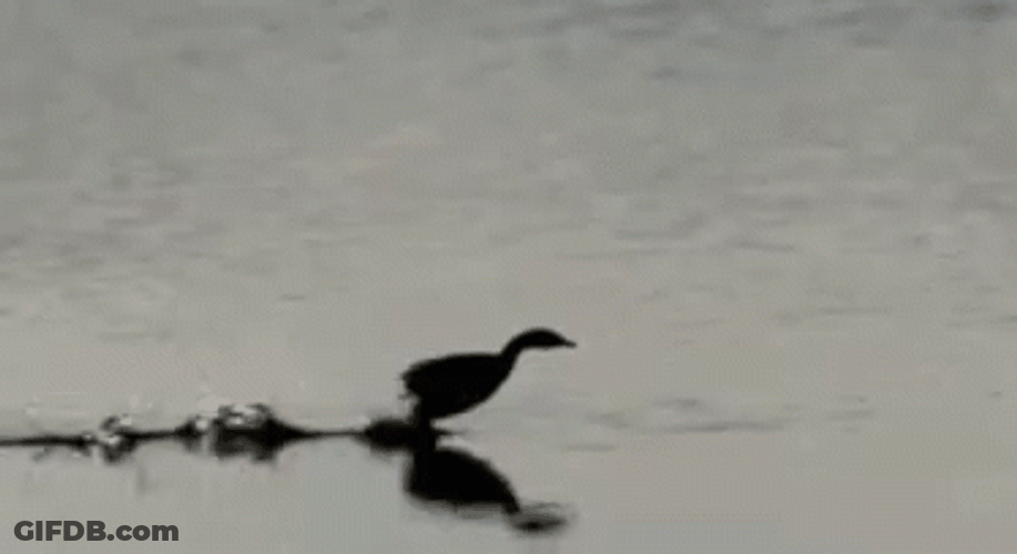 Fast Walking Duck On Water Funny Animal GIF