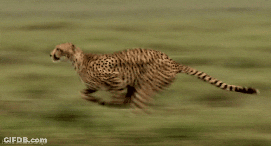 Fastest Animal Cheetah Running GIF