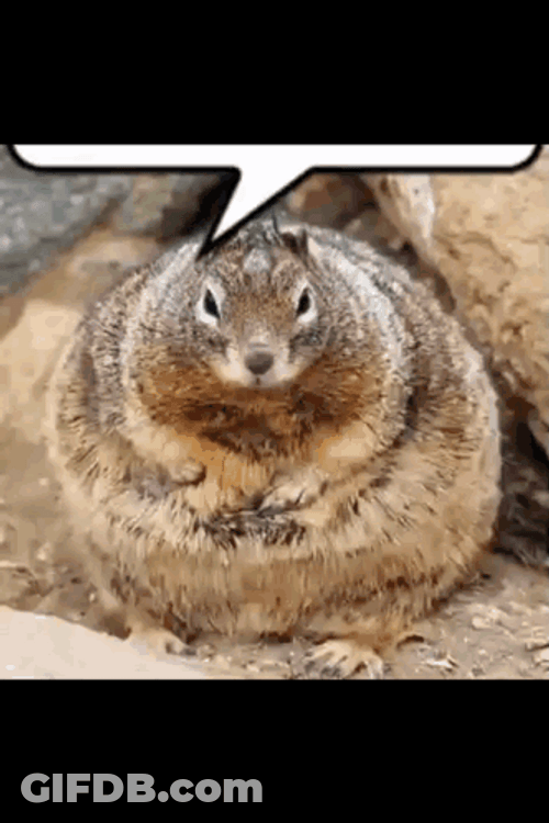 Fat And Chubby Squirrel Meme GIF