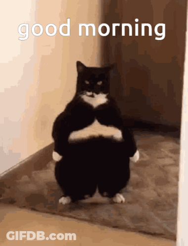 Fat Black And White Cat Good Morning GIF