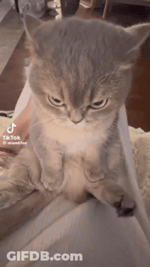 Fat Black And White Cat Standing On Hind Legs GIF