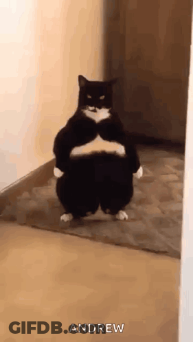 Fat Black And White Cat Standing On Hind Legs GIF