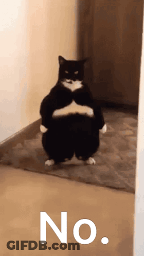 Fat Black And White Cat With No On Floor GIF