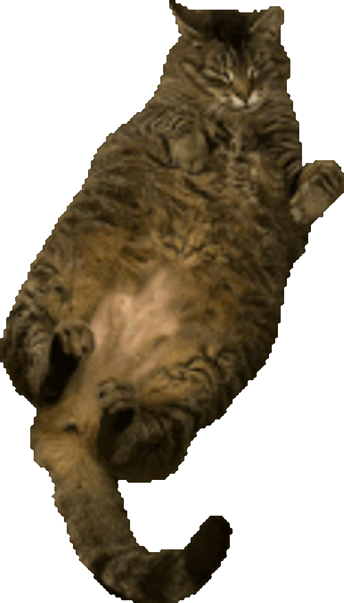 Fat Cat Angry Cat Sticker GIF