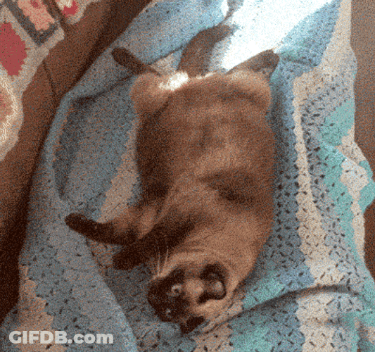 Fat Cat Being Intrigued GIF