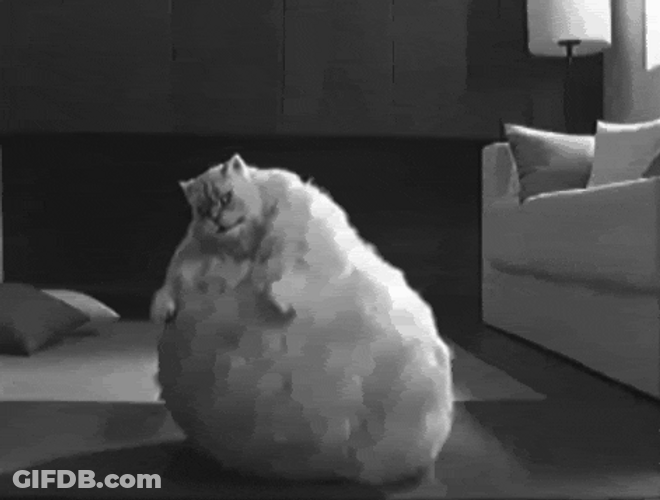 Fat Cat Dancing Bounce Black And White GIF