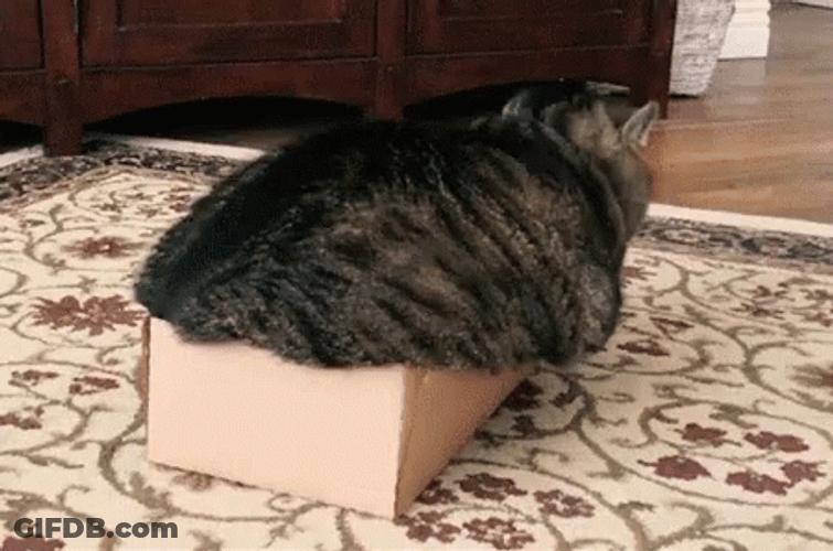 Fat Cat Doesn't Fit In The Box GIF